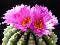 Thumbnail of 0134_Notocactus uebelmannianus_02_20120507(1).jpg